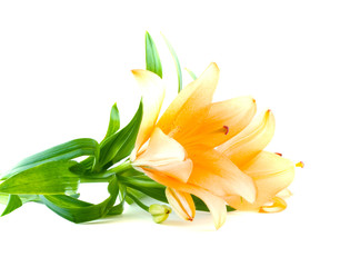 Beautiful flower of a lily..
