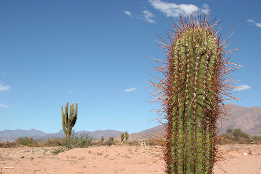 A typical cactus scene in the north argentinian desert