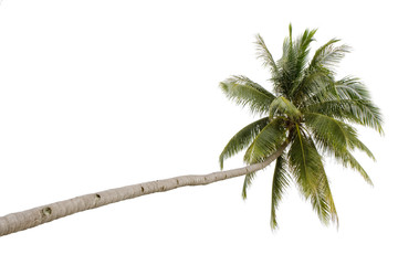 Palm tree isolated on white background..