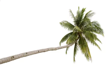 Wall murals Palm tree Palm tree isolated on white background..