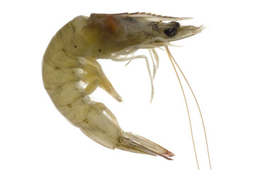 Raw grey prawn isolated on white background....