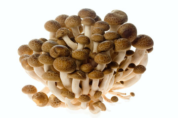 Bunch of brown beech mushrooms isolated on white background..