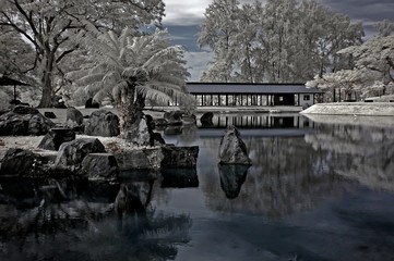 infrared - lake, tree and reflection in the parks