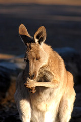 Kangaroo..