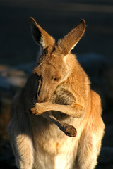 Kangaroo..