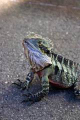 Iguana..