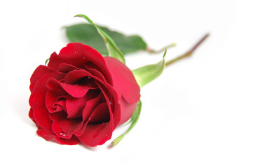 Deep red rose with water drops isolated on white