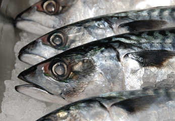 mackerel on ice at fishmonger