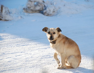 Chien sur la neige