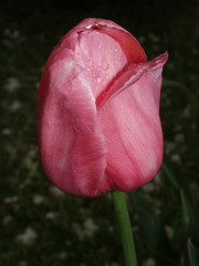 pink tulip