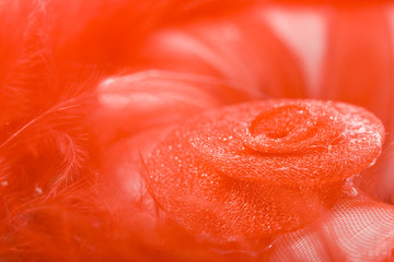 red decorative rose macro