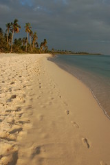 plage et cocotier dans les caraibes