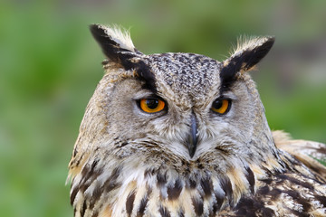 Eagle owl