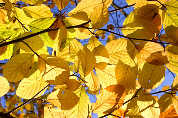 Herbstblätter