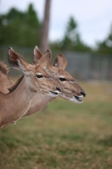 DEER PAIRS