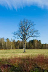 Lonley tree