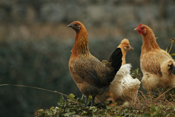 Poule!