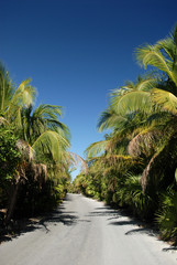 Fototapeta na wymiar Palm trees lining beach road