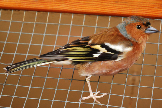 piaf