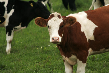 Fototapeta na wymiar Farm cow