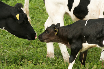 Cow and calf on farm