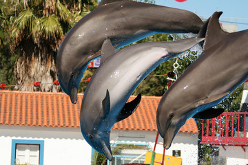 Three joy dolphins