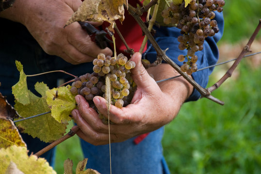 grapes are harvested  for sweet white Jurancon wines.