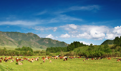 Fototapeta na wymiar Landscape with grassland and grazing cows
