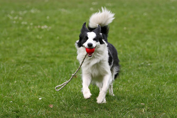 Playful border collie carrying a ball