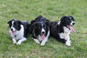 Meeting of border collie family