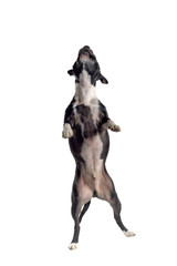 jumping dog