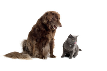 Obraz premium Grey British Short-haired cat and a brown dog