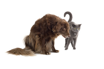 Fototapeta premium Grey British Short-haired cat and a brown dog