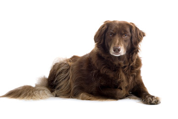 brown dog isolated on white