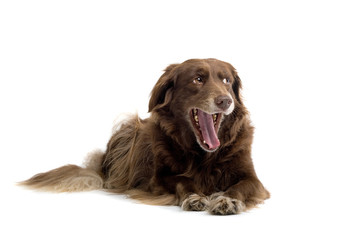 broen dog yawning