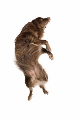 jumping brown dog