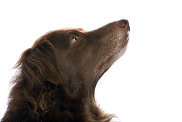 headshot of a brown dog looking up isolated on  white  