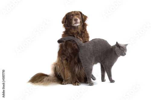 Grey British Short Haired Cat And A Brown Dog Stock Photo