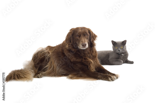 Grey British Short Haired Cat And A Brown Dog Stock Photo