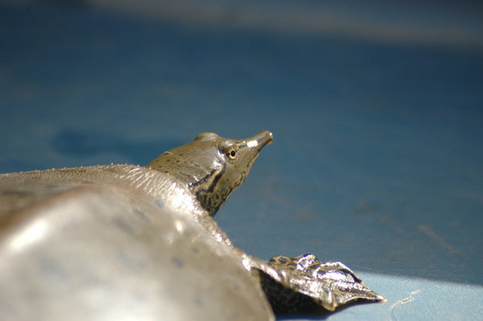 Eastern Spiny Softshell Turtle, Male