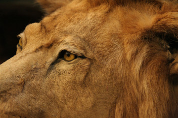 Fototapeta premium Regard de lion