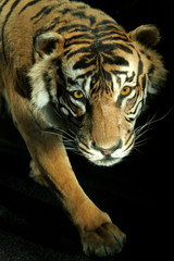 Le Tigre