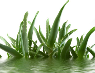 aloe vera