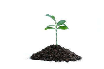 sprouts in the Earth