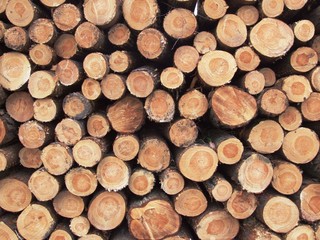 Timber dealer