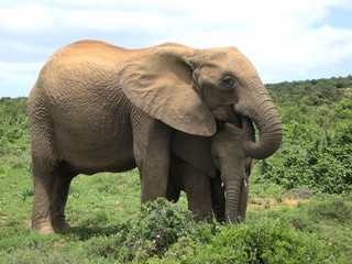 Obraz premium Elefant mit Kalb