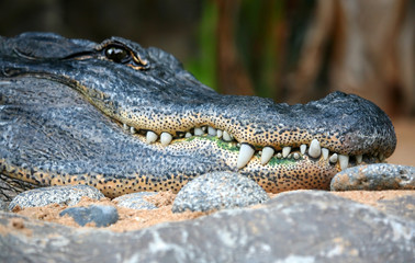 Alligator Teeth