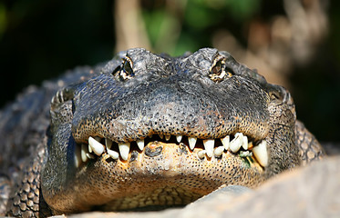 Alligator Face