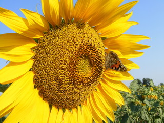 Naklejka premium Sunny day scenery with Monarch butterfly (Danaus plexippus) over sunflower