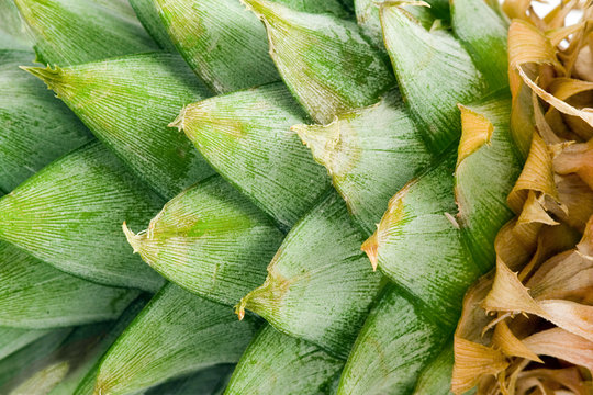 Close-up photo of pineapple leaves